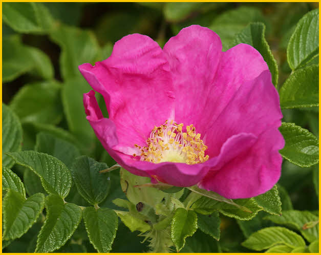 Wild Rose